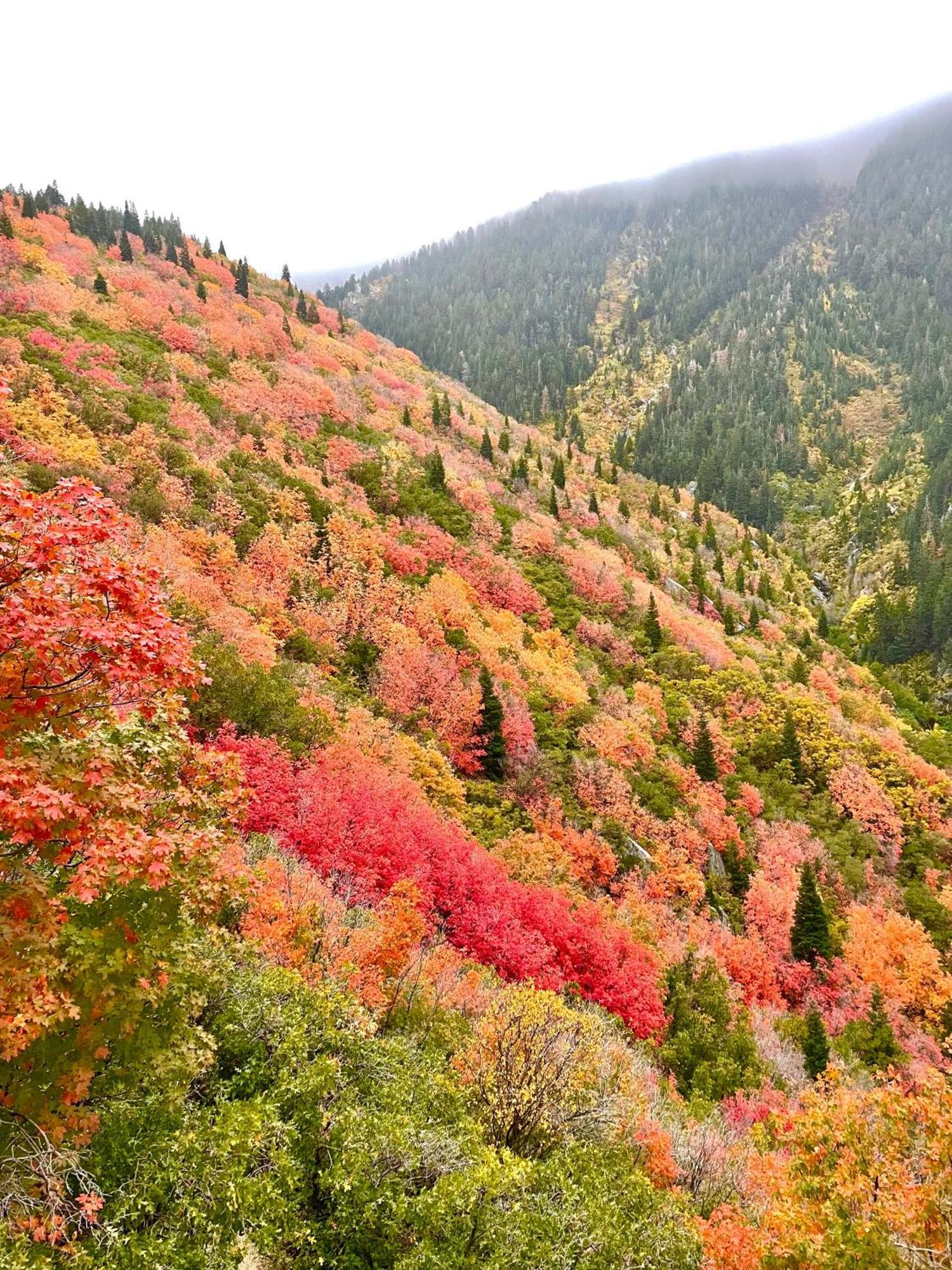 Cottonwood Heights - Lower Level Of Mountain Home! 外观 照片
